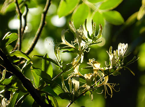 金銀花(中藥材)加工設備